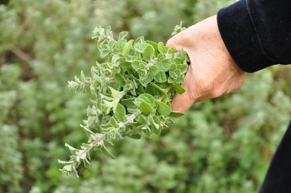 Thyme Farm: Employment Boost for Jordan Valley Youth