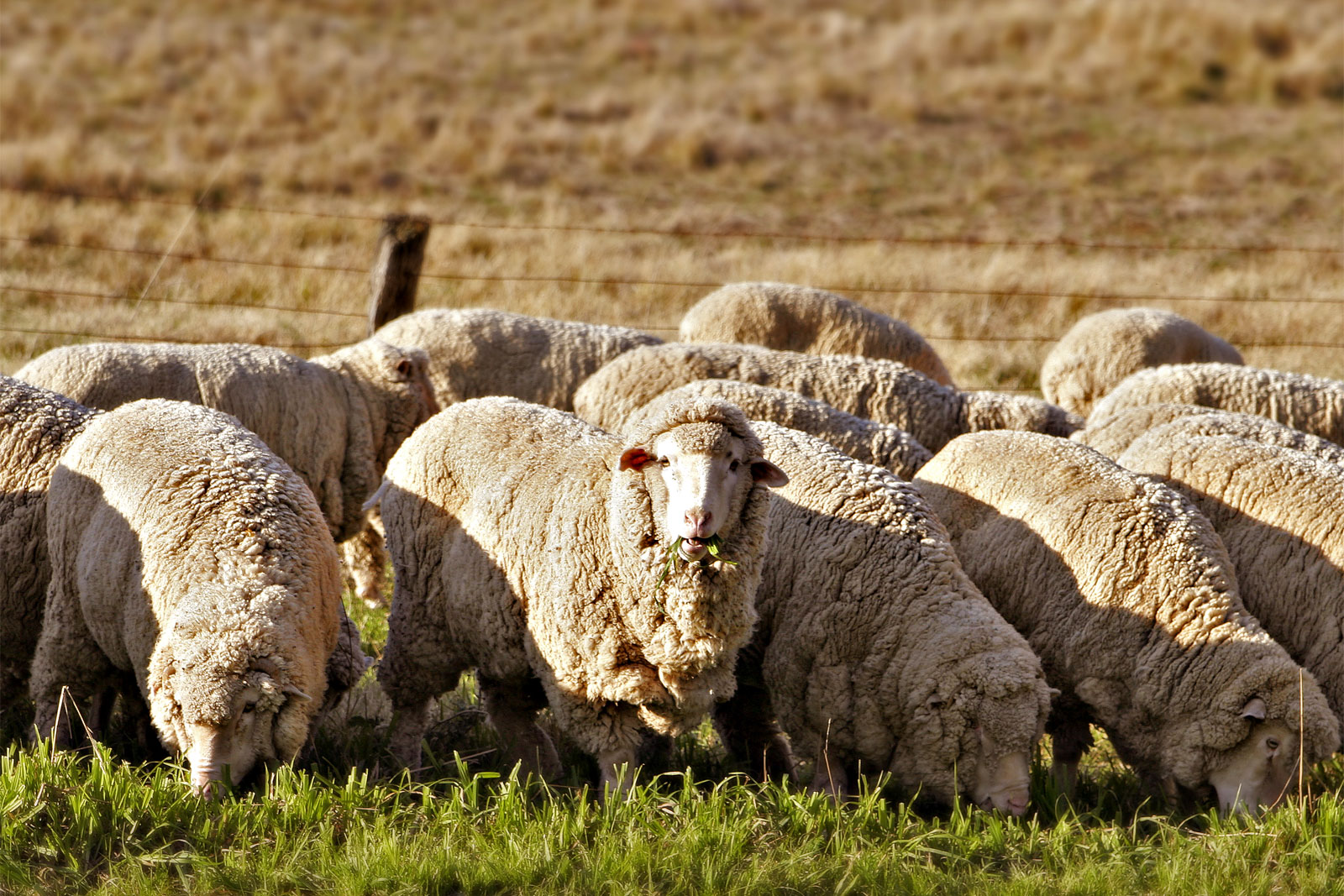 Sheep Farm Initiative to Bolster Resilience of Families in Humsa Al-Tahta Facing Settlement Threats